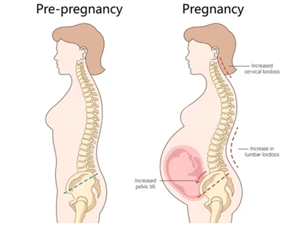 Pregnancy Pelvic Movement Chart Pregnancy Pelvic Movement Chart